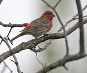 House Finch 1015